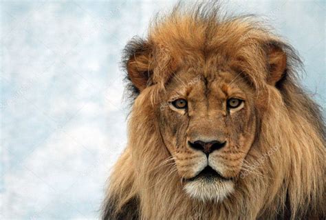 Male Lion Stock Photo by ©billybruce2000 35381151