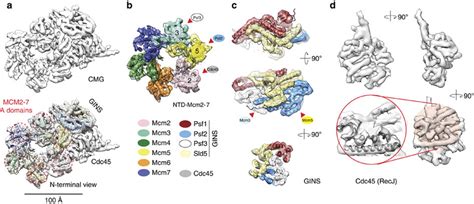 CMG helicase structure at subnanometre resolution. (a) Resolution... | Download Scientific Diagram