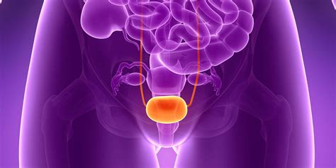 [DIAGRAM] Diagram Of A Bladder - MYDIAGRAM.ONLINE