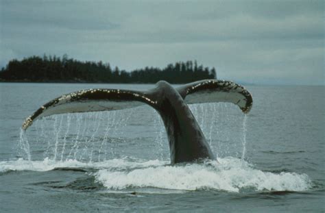 Humpback whale flukes photo by unknown was 429-00010 – Olympic National Park Visitor Info