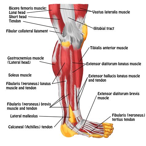 Å! 46+ Grunner til Deigram Of Outside Leg Muscles: Start with a wide ...