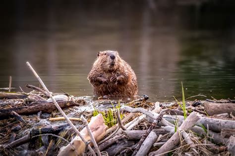 Why do beavers build dams? | Live Science