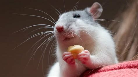 5 reasons why you’d love a pet rat! | Explore | Awesome Activities ...