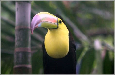 Keel-billed Toucan | FIELD MARKS- Keel-billed Toucan -The si… | Flickr