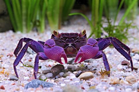 13 Adorable Types of Pet Crabs (With Pictures)