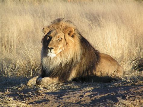 File:Lion waiting in Namibia.jpg - Wikipedia