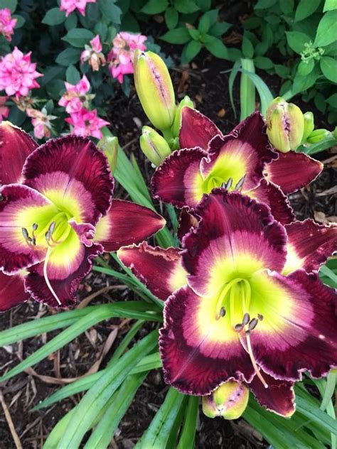 Daylilies: Plant Care and Collection of Varieties - Garden.org