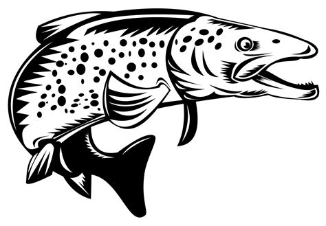 spotted speckled trout fish jumping 13787500 PNG