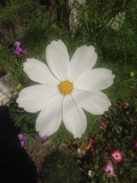 White cosmos | White cosmo, Garden, Cosmos