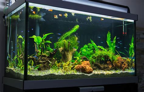 "Aquarium Science" has some new planted tank articles | Page 3 | UK Aquatic Plant Society