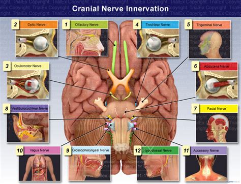 Color Coded Cranial Nerve Innervation Trial Exhibits