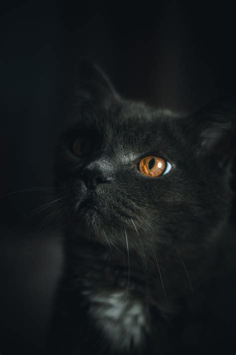 Dark Cat Wallpapers - Wallpaper Cave