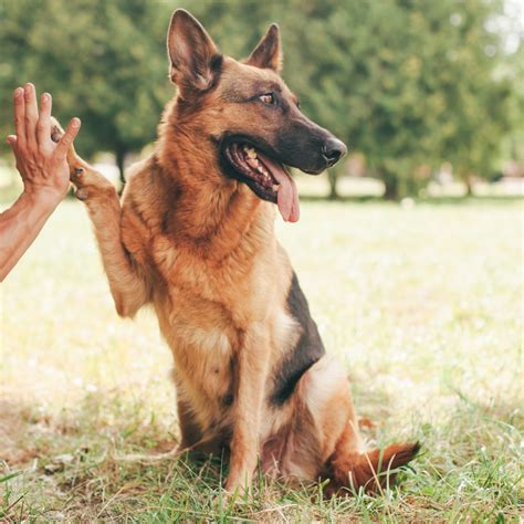 German Shepherd Training: 10 Tips - German Shepherd Dog HQ