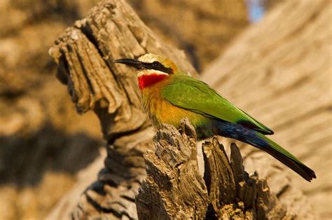 This is a bee catcher. They sure are gorgeous. | Bee catcher, Parrot, Critter