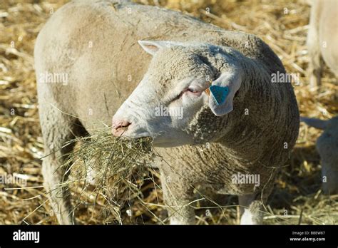 Sheep eating hay Stock Photo - Alamy