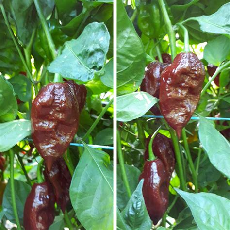 Chocolate Bhut Jolokia - Hot Sauce