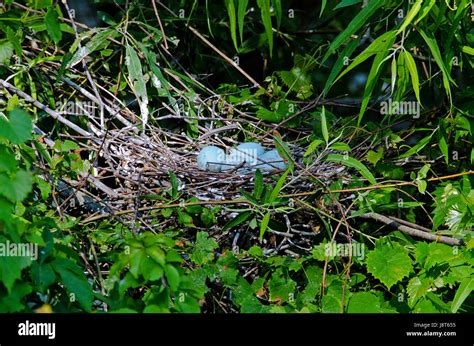 Little blue heron breeding habitat High Resolution Stock Photography and Images - Alamy