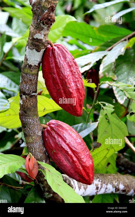 Cacao Bean Tree