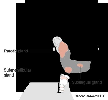 Types | Salivary gland cancer | Cancer Research UK