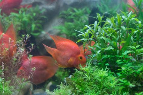 Red blood parrot fish in a aquarium Stock Photo | Adobe Stock