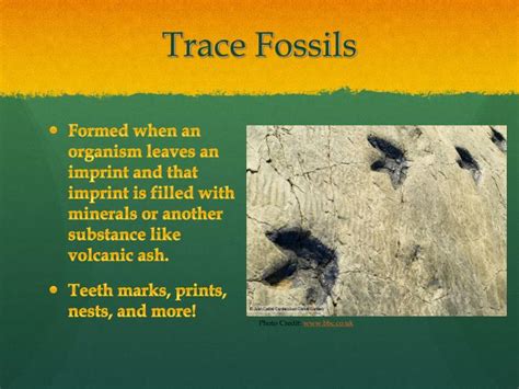 PPT - Fossils! PowerPoint Presentation - ID:2161503