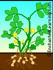 Peanut Plant - EnchantedLearning.com