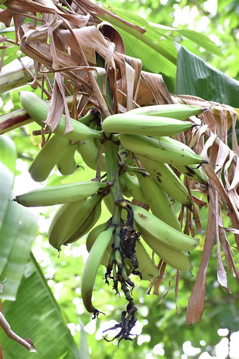 Green Plantain Photograph by Kenroy Rhoden - Pixels