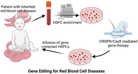 Frontiers | Gene Editing for Inherited Red Blood Cell Diseases