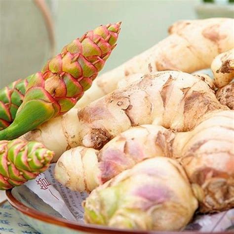 Zingiber officinale 'Yellow' | Ginger | Ebert's Greenhouse