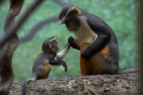 Photography Moments: Animal - Mother and Baby 1