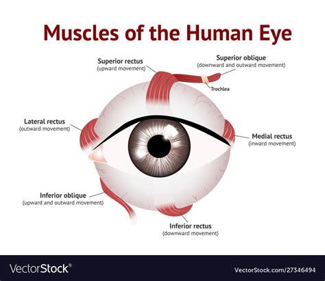 Muscles human eye eye muscle anatomy on white Vector Image