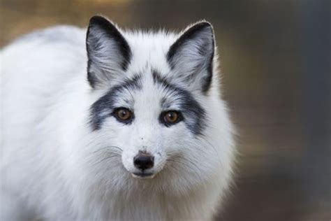 10 Most Beautiful Fox Species in the World - Tail and Fur