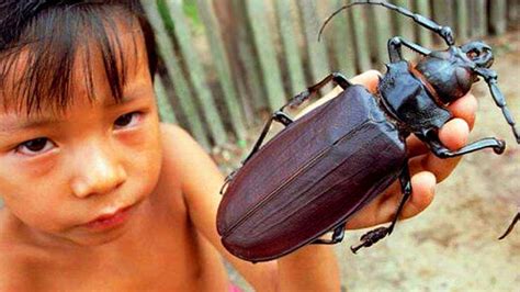 10 Weirdest Insects You Won't Believe Actually Exist - YouTube