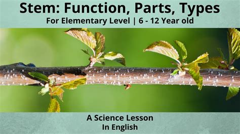 Parts of Stem and its Types | Function of Stem | A Montessori Science Lesson | Elementary Level ...