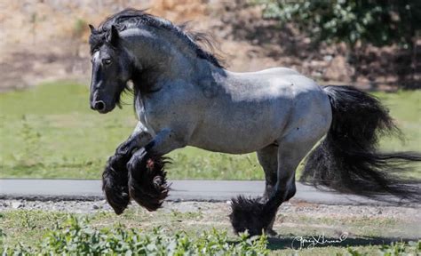 21 chevaux les plus beaux et les plus rares au monde – Tous toqués