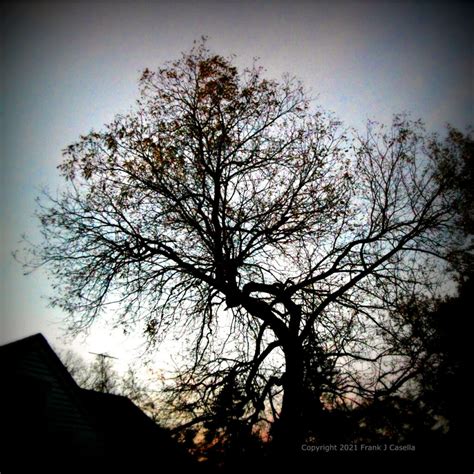 Late Fall Nature Silhouette | The Thoughts Behind My Thinking