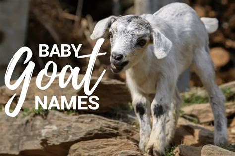 Goat Names 100+ TOP Boy & Girl Names Ideas | PetShoper