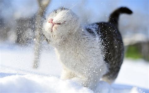 Cute Winter Animal Wallpaper - WallpaperSafari