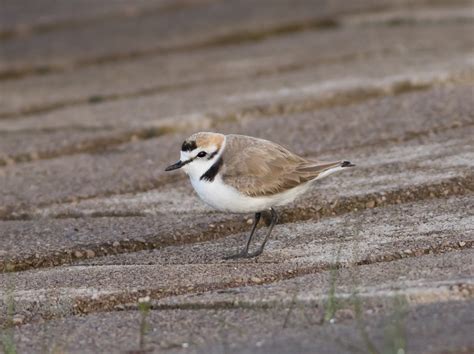 Pixie Birding: Kentish Plover - Audenshaw Reservoir, Manchester