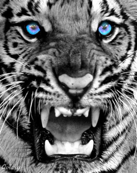 Amazing White Tigers With Blue Eyes ~ Wallpaper & Pictures