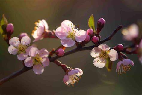 Plum Blossom Flower Meaning, Symbolism & Spiritual Significance - Foliage Friend - Learn About ...