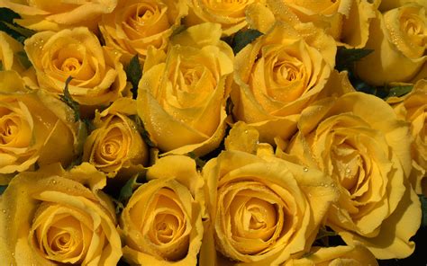 Yellow Roses Picture - Wallpaper, High Definition, High Quality, Widescreen