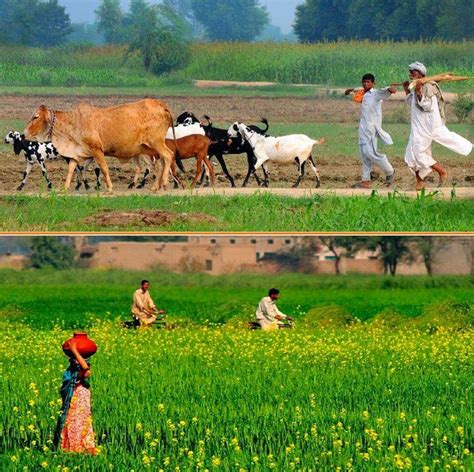 Punjab Beautiful Scenes The life of villagers