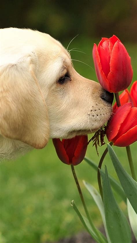 Download Wallpaper 1080x1920 Dog, Flowers, Nature Sony Xperia Z1, ZL, Z ...