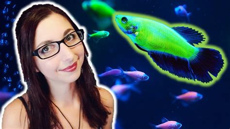 GLOFISH BETTA CARE GUIDE | GloFish Care Guide Series Ep. 6 | Betta Splendens - YouTube