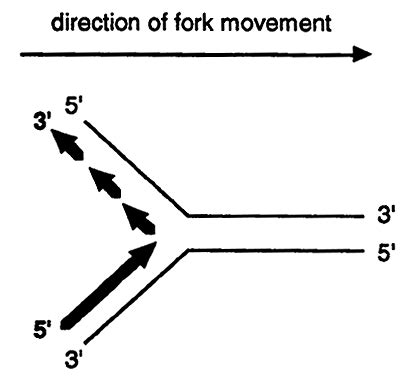 DNA Synthesis