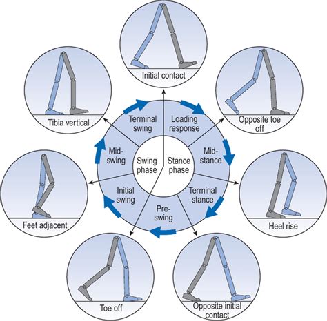 Phases of the gait cycle described by Whittle [7], it is possible to ...