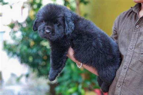 How Much Is A Newfoundland Dog Cost