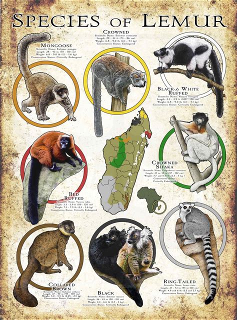 Species of Lemur Poster Print | Lemur, Animal infographic, Species