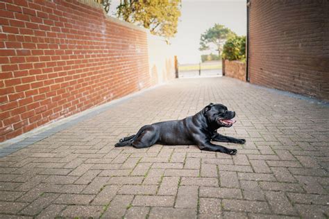 Pet-Friendly Automatic Driveway Gates - Creative Door Services™